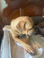 Kelce, a female Cane Corso for sale in Basehor, KS – Photo 1 of 3