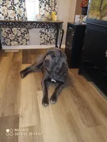 Blues HERE!!, a male Cane Corso for sale in Basehor, KS – Photo 4 of 6