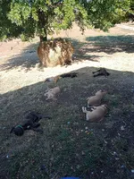 Blues HERE!!, a male Cane Corso for sale in Basehor, KS – Photo 6 of 6