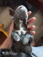 Blues HERE!!, a male Cane Corso for sale in Basehor, KS – Photo 1 of 6