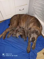 Blues HERE!!, a male Cane Corso for sale in Basehor, KS – Photo 2 of 6