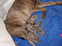 Blues HERE!!, a male Cane Corso for sale in Basehor, KS – Photo 3 of 6