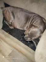 Blues HERE!!, a male Cane Corso for sale in Basehor, KS – Photo 5 of 6