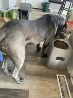 7 babies today!, a male Cane Corso for sale in Basehor, KS – Photo 9 of 10