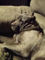 7 babies today!, a male Cane Corso for sale in Basehor, KS – Photo 5 of 10