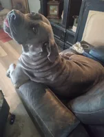 7 babies today!, a male Cane Corso for sale in Basehor, KS – Photo 2 of 10