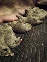 7 babies today!, a male Cane Corso for sale in Basehor, KS – Photo 3 of 10