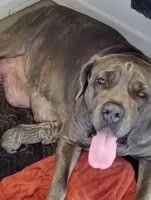 7 babies today!, a male Cane Corso for sale in Basehor, KS – Photo 6 of 10