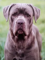 7 babies today!, a male Cane Corso for sale in Basehor, KS – Photo 10 of 10