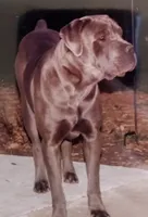 7 babies today!, a male Cane Corso for sale in Basehor, KS – Photo 8 of 10