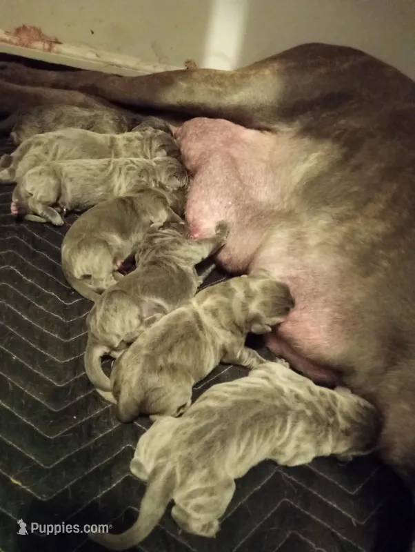 7 babies today!, a male Cane Corso for sale in Basehor, KS – Photo 1 of 10