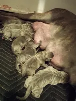 7 babies today!, a male Cane Corso for sale in Basehor, KS – Photo 1 of 10