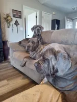 7 babies today!, a male Cane Corso for sale in Basehor, KS – Photo 7 of 10