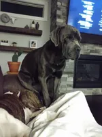 Bailey, a male Cane Corso for sale in Basehor, KS – Photo 5 of 8