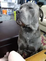 Bailey, a male Cane Corso for sale in Basehor, KS – Photo 6 of 8