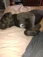 Bailey, a male Cane Corso for sale in Basehor, KS – Photo 8 of 8