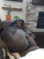 Bailey, a male Cane Corso for sale in Basehor, KS – Photo 4 of 8