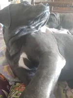 Bailey, a male Cane Corso for sale in Basehor, KS – Photo 1 of 8