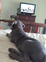 Bailey, a male Cane Corso for sale in Basehor, KS – Photo 2 of 8