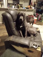 Bailey, a male Cane Corso for sale in Basehor, KS – Photo 3 of 8