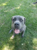 Bailey, a male Cane Corso for sale in Basehor, KS – Photo 7 of 8