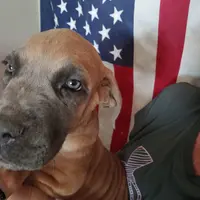 Blue, a female Cane Corso for sale in Basehor, KS – Photo 2 of 8