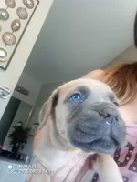 Blue, a female Cane Corso for sale in Basehor, KS – Photo 6 of 8