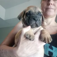 Blue, a female Cane Corso for sale in Basehor, KS – Photo 3 of 8