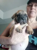 Blue, a female Cane Corso for sale in Basehor, KS – Photo 3 of 8