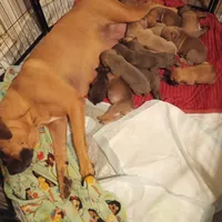 Blue, a female Cane Corso for sale in Basehor, KS – Photo 8 of 8