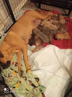 Blue, a female Cane Corso for sale in Basehor, KS – Photo 8 of 8