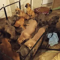 Blue, a female Cane Corso for sale in Basehor, KS – Photo 4 of 8