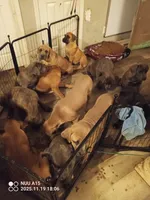 Blue, a female Cane Corso for sale in Basehor, KS – Photo 4 of 8