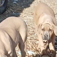Blue, a female Cane Corso for sale in Basehor, KS – Photo 1 of 8
