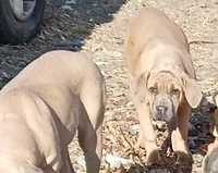 Blue, a female Cane Corso for sale in Basehor, KS – Photo 1 of 8