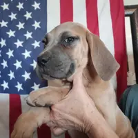 Blue, a female Cane Corso for sale in Basehor, KS – Photo 5 of 8