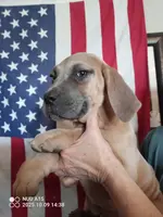 Blue, a female Cane Corso for sale in Basehor, KS – Photo 5 of 8
