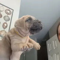 Blue, a female Cane Corso for sale in Basehor, KS – Photo 7 of 8