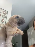 Blue, a female Cane Corso for sale in Basehor, KS – Photo 7 of 8