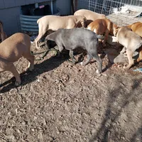 vin vin, a male Cane Corso for sale in Basehor, KS – Photo 3 of 3