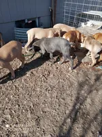 vin vin, a male Cane Corso for sale in Basehor, KS – Photo 3 of 3
