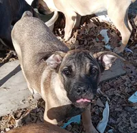 vin vin, a male Cane Corso for sale in Basehor, KS – Photo 1 of 3