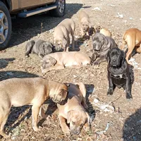 vin vin, a male Cane Corso for sale in Basehor, KS – Photo 2 of 3