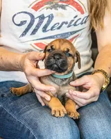 Yellow, a female Cane Corso for sale in Basehor, KS – Photo 5 of 7