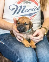 Yellow, a female Cane Corso for sale in Basehor, KS – Photo 6 of 7