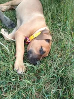 Yellow, a female Cane Corso for sale in Basehor, KS – Photo 2 of 7