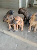 Yellow, a female Cane Corso for sale in Basehor, KS – Photo 7 of 7