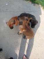 Yellow, a female Cane Corso for sale in Basehor, KS – Photo 4 of 7