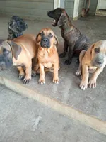 Yellow, a female Cane Corso for sale in Basehor, KS – Photo 3 of 7