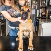 Yellow, a female Cane Corso for sale in Basehor, KS – Photo 1 of 7